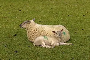Cotswolds England Drucke: Ewe and lamb lying next to each other and recedles