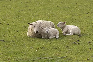 Livestock Farming UK Drucke: Ewe and lambs lying side by side and recews