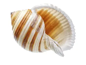 White Background Seashell Drucke: Exotic Seashell on a White Background