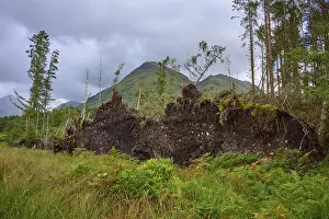 Argyll And Bute Landscapes Drucke: Exposed root structures of fallen trees under cloudy skies