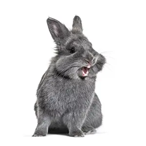 Young Rabbit Drucke: Expressive Grey young rabbit standing in front