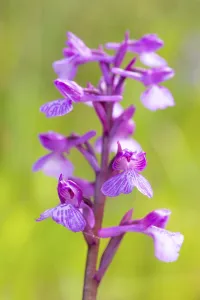 Botanical Garden Photos Drucke: An exquisite close-up of the delicate