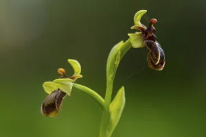 Delicate Blooms Drucke: An exquisite example of mimicry in nature