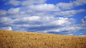 Cloudy Sky Landscape Drucke: An extensive golden cornfield under a sky full of impressive cloud formations