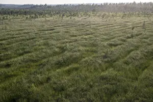 Scandinavian Vegetation Drucke: Extensive moorland taken from an elevated position