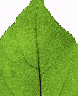 Natural Scientific Research Drucke: Extreme close-up of the green leaf texture
