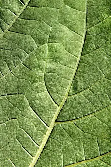 Green Leaf Macro Shot Drucke: Extreme macro of green leaf
