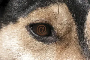 Macro Eye Photography Drucke: Eye with @ e-mail sign