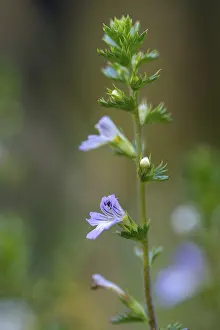 Medicinal Plant Drucke: Eye rust, brownroot, euphrasia spec