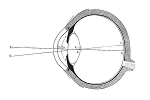 Anatomy Of The Eye Drucke: Eye, schematic representation