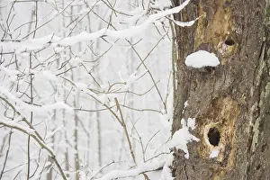 German Winter Scenery Drucke: Face-like structure in tree bark
