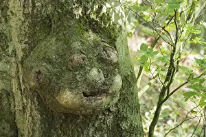 German Plant Life Drucke: Facial-like adhesion on a tree trunk