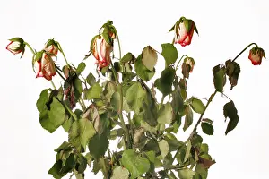 Wilted Rose Flowers Drucke: Faded rose
