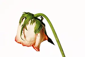 Wilted Flower Drucke: Faded rose