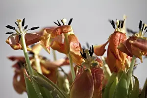 Close Up Flower Drucke: Faded tulips