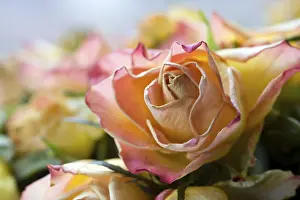 Colorful Nature Scene Drucke: Detail of a fading rose