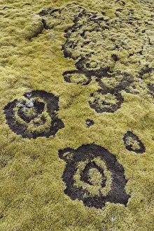 Northern Iceland Nature Photography Drucke: fairy ring in the moss, Hellisheioi