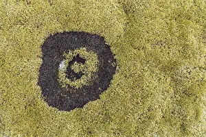 Fairy Ring In Moss Drucke: fairy ring in the moss, Hellisheioi