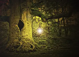 Primeval Forest Drucke: Fairytale forest