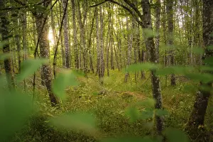 Deserted Forest Europe Drucke: Fairytale forest scene with sparse trees and mystical light
