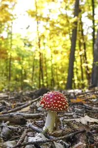 Amanita Strobiliformis Drucke: Fairytale toadstool, autumn, Germany