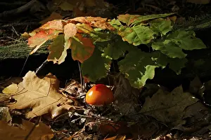 Red Poisonous Mushroom Drucke: Fairytale toadstool, autumn, Germany