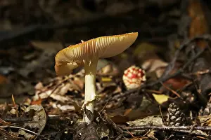 Central Europe Autumn Landscape Drucke: Fairytale toadstool, autumn, Germany