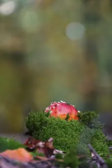 Amanita Strobiliformis Drucke: Fairytale toadstool, autumn, Germany