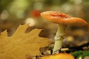 Amanita Strobiliformis Image Drucke: Fairytale toadstool, autumn, Germany