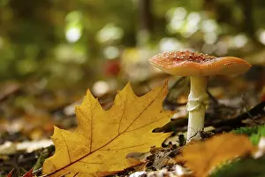 Amanita Strobiliformis Image Drucke: Fairytale toadstool, autumn, Germany