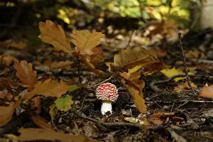 Amanita Strobiliformis Image Drucke: Fairytale toadstool, autumn, Germany