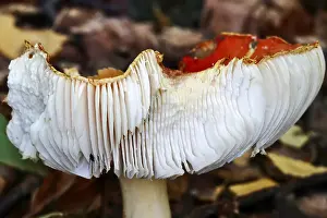 Toxic Mushrooms Central Europe Drucke: Fairytale toadstool, autumn, Germany