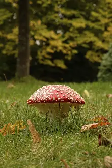 Empty Forest Scene Germany Drucke: Fairytale toadstool, autumn, Germany