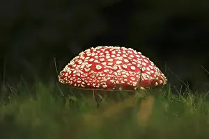 Central European Autumn Landscape Drucke: Fairytale toadstool, autumn, Germany