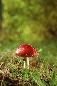 Amanita Strobiliformis Image Drucke: Fairytale toadstool, autumn, Germany