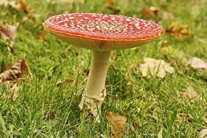 Poisonous Toadstool Drucke: Fairytale toadstool, autumn, Germany