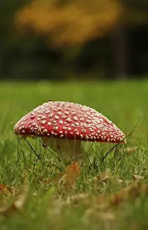 Fly Agaric Mushroom Drucke: Fairytale toadstool, autumn, Germany