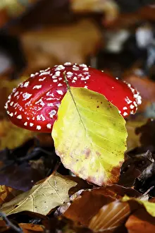 Red Fly Agaric Drucke: Fairytale toadstool, autumn, Germany