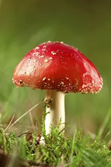 Amanita Strobiliformis Image Drucke: Fairytale toadstool, autumn, Germany