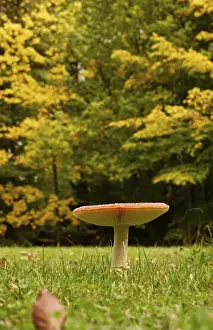 Fly Agaric Drucke: Fairytale toadstool, autumn, Germany