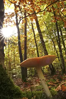 Fly Agaric Drucke: Fairytale toadstool, autumn, Germany