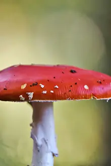 Amanita Strobiliformis Image Drucke: Fairytale toadstool, autumn, Germany