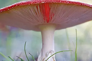 Amanita Strobiliformis Image Drucke: Fairytale toadstool, October, Germany