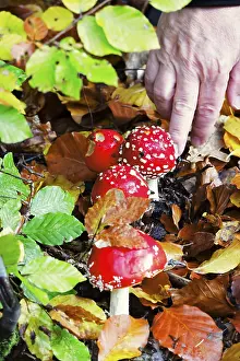 Red Fly Agaric Mushroom Drucke: Fairytale toadstools, autumn, Germany