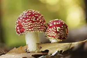 Fly Agaric Fungus Drucke: Fairytale toadstools in the forest
