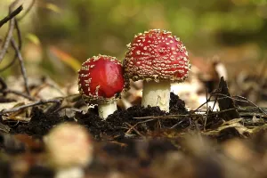 Fairytale Toadstools Drucke: Fairytale toadstools in the forest