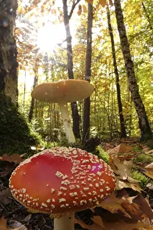 Deserted Woods Scene Drucke: Fairytale toadstools in the forest