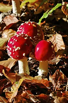 Central European Forest Landscapes Drucke: Fairytale toadstools in the forest