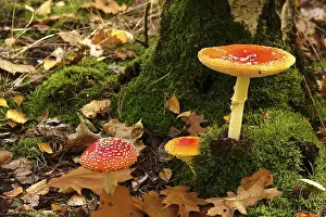 Amanita Strobiliformis Image Drucke: Fairytale toadstools in the forest