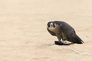 Animal Wildlife Photography Drucke: Falcon on the sand in a clearing